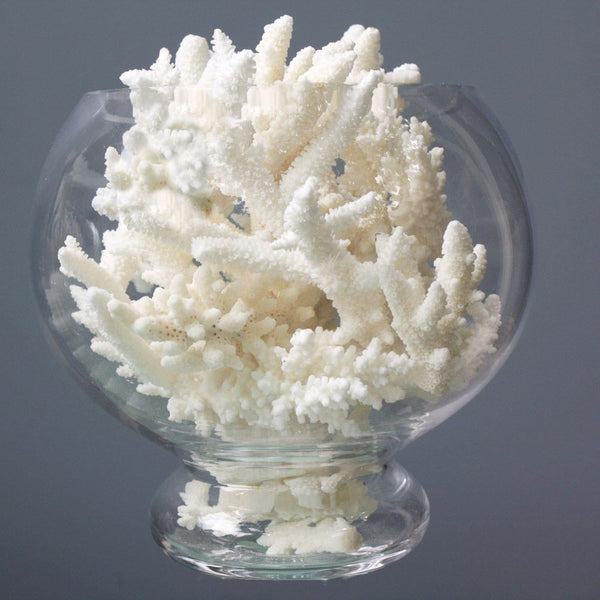 1 Kg White Coral Assorted Species - Premium Mix